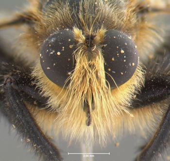 Media type: image;   Entomology 12841 Aspect: head frontal view